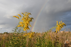 Solidago canadensis