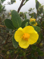 Dendromecon harfordii