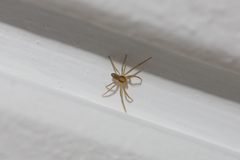 Philodromus
