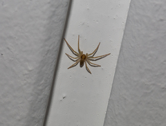 Philodromus