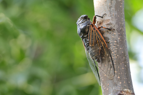 Eastern horse cicada