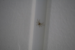 Philodromus