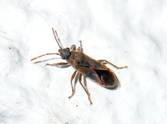 Arocatus longiceps