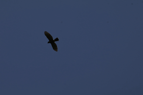 Taiwan Crested Goshawk