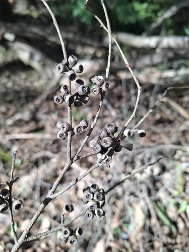 Gippsland Peppermint