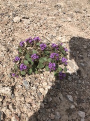 Phacelia pulchella