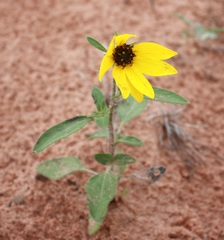 Helianthus anomalus