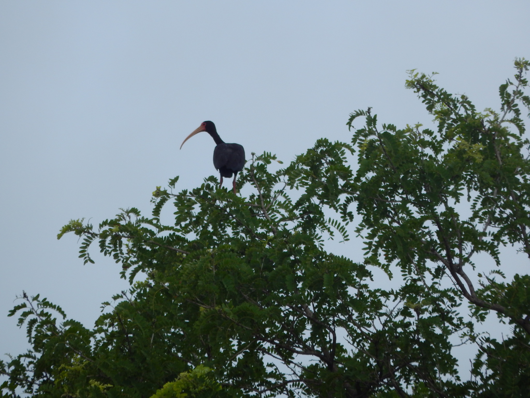 Bare-faced Ibis illustration