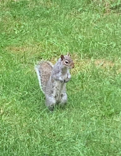 Eastern Gray Squirrel observed by bradharr19