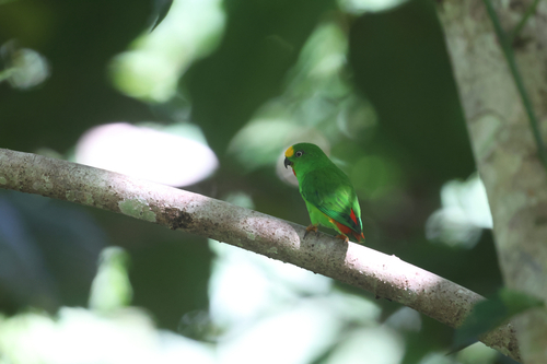Orange-fronted Hanging Parrot (Loriculus aurantiifrons)
