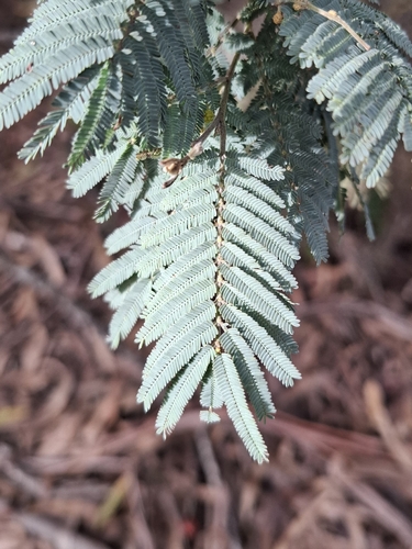 Silver wattle