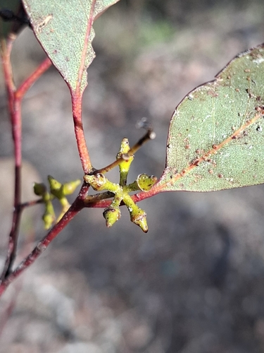 Eucalyptus camphora observed 2026-06-03