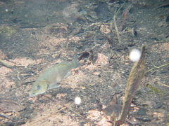 Hephaestus fuliginosus