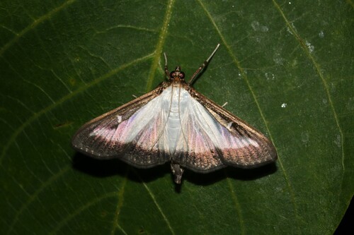 Box tree moth