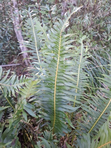 Fishbone water-fern