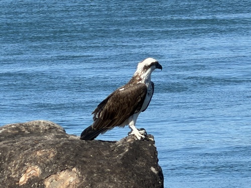 Osprey observed by clivestr