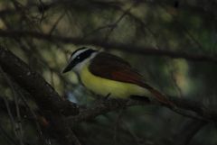 Pitangus sulphuratus