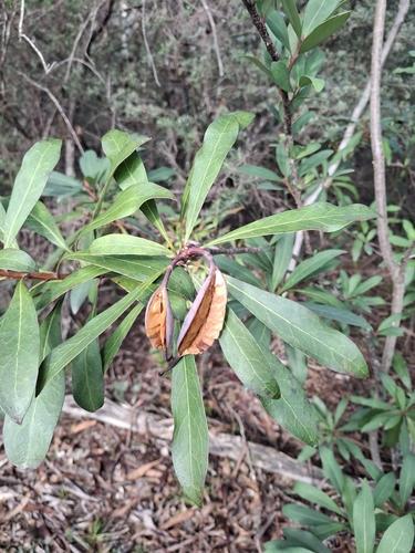 Mountain Waratah