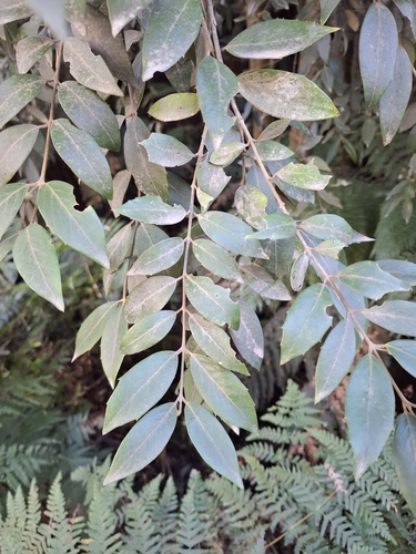 southern sassafras