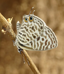 Leptotes pirithous pirithous
