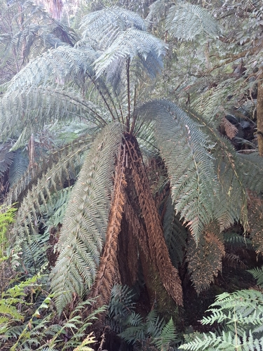man fern