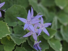 Campanula fenestrellata, photograph (c) Louis Aureglia, some rights reserved (CC BY)