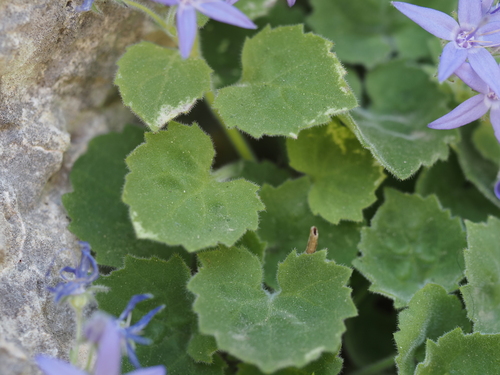 Campanula fenestrellata, photograph 2