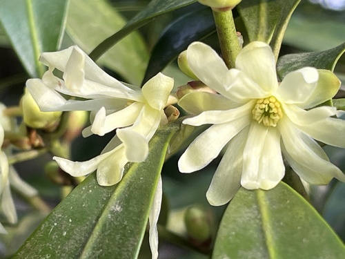 Illicium anisatum, photograph 1