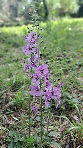 Purple Mullein