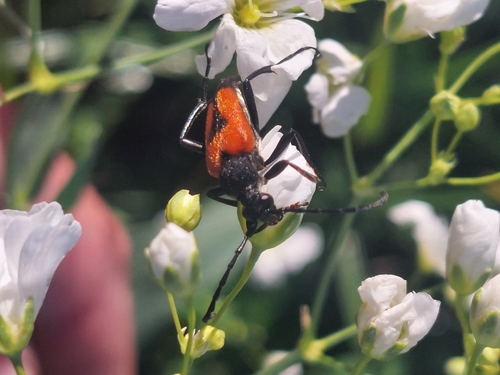 heart longhorn beetle