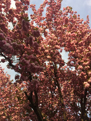 Prunus serrulata