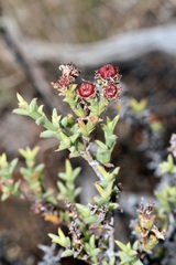 Ruschia tenella, photograph (c) Dr. Alexey Yakovlev, some rights reserved (CC BY)