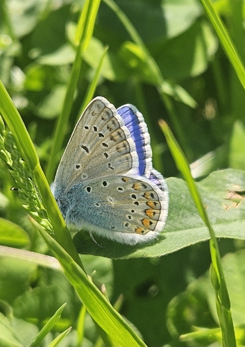 Common Blue