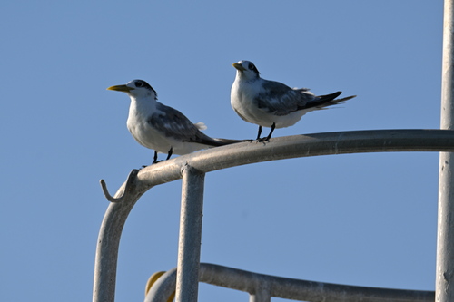 iNaturalist image