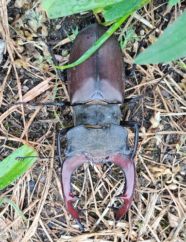 European Stag Beetle