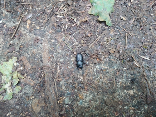 Lesser Stag Beetle