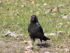 Corvus monedula