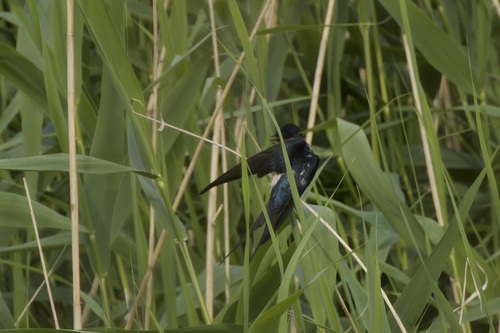 Rauchschwalbe observed by glimpse__0f__nature