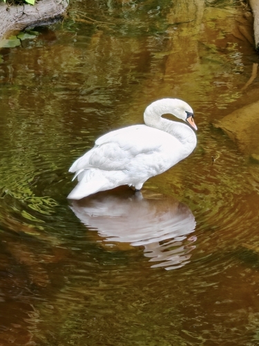 Mute Swan observed by timsarney