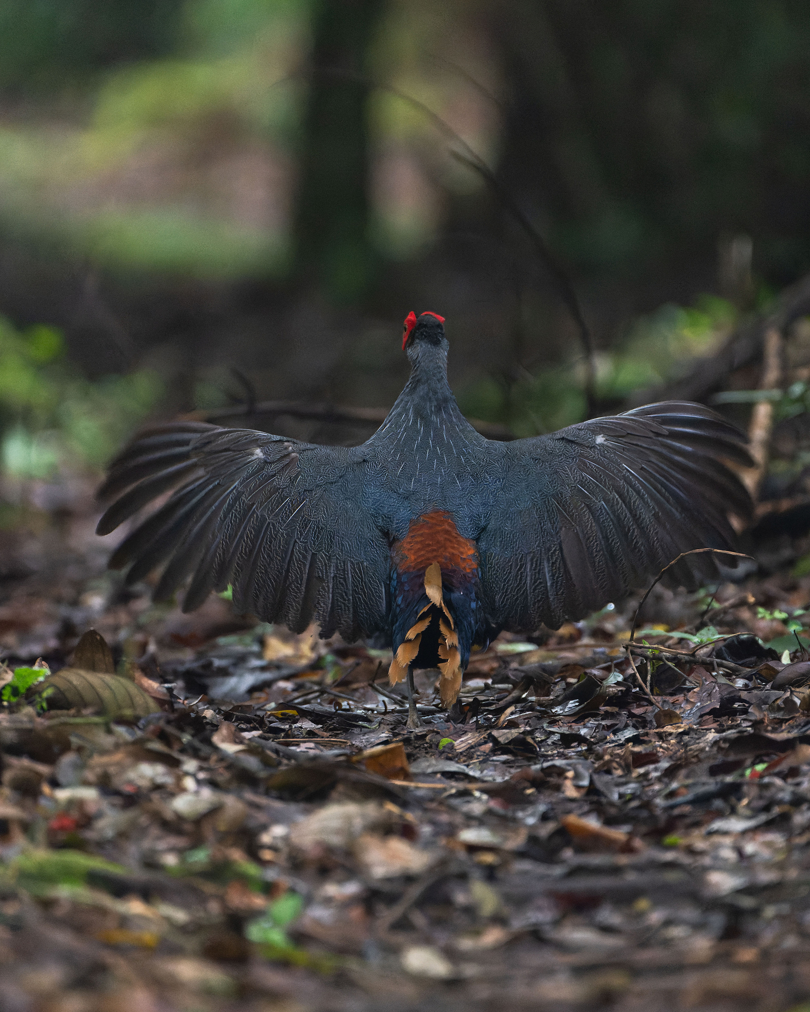 Malayan Crestless Fireback (Lophura erythrophthalma), photo 2