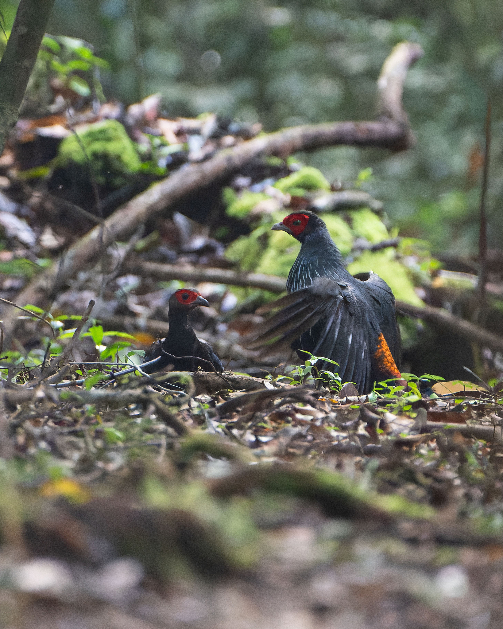 Malayan Crestless Fireback (Lophura erythrophthalma), photo 3
