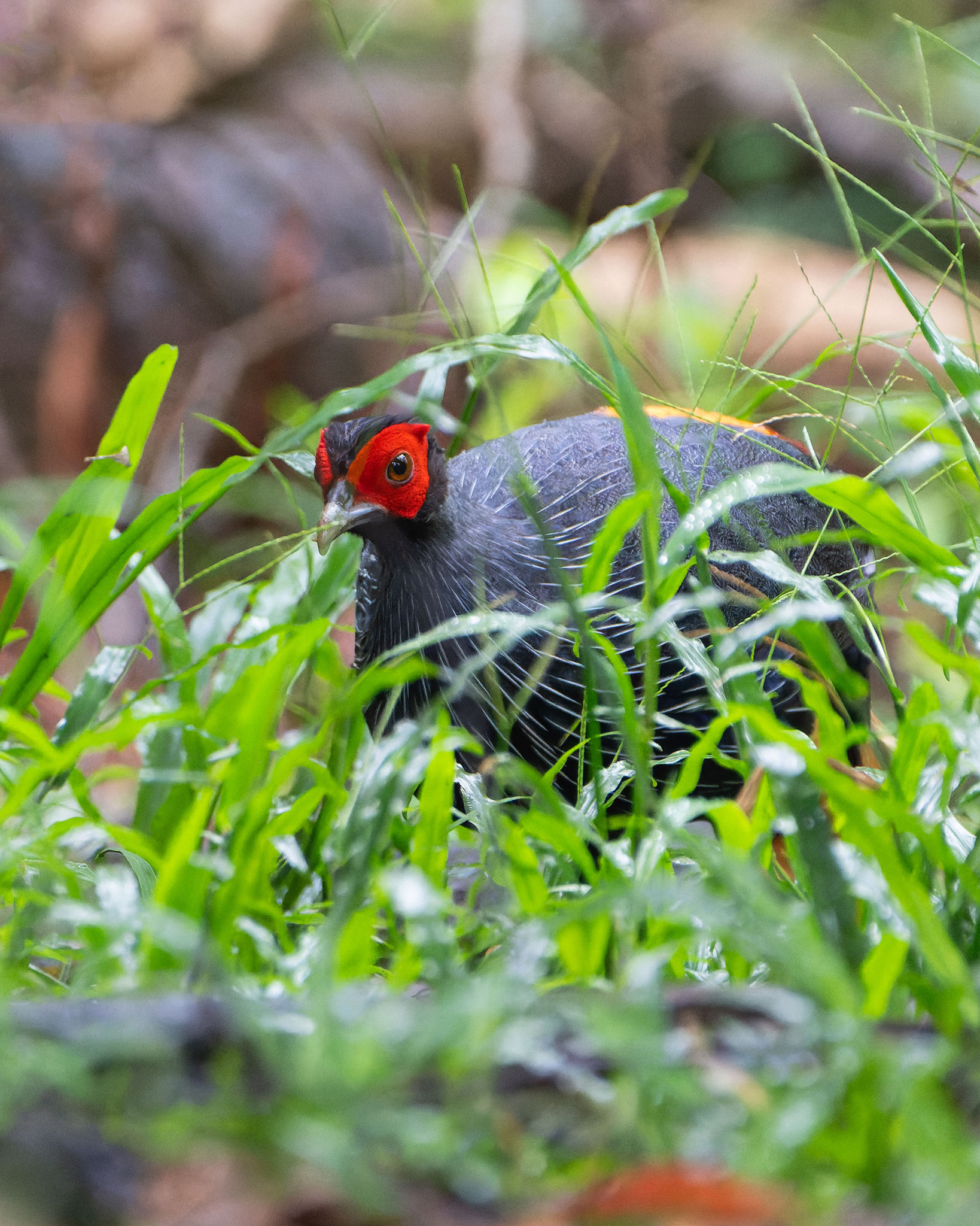 Malayan Crestless Fireback (Lophura erythrophthalma), photo 1