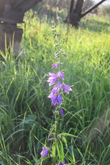 Campanula rapunculoides