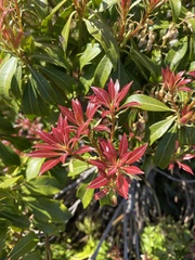 Pieris