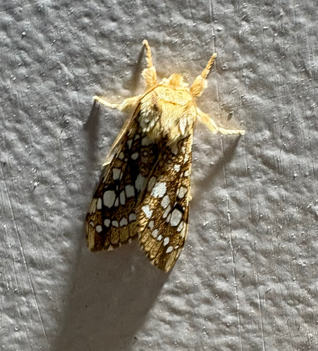 Hickory tussock moth