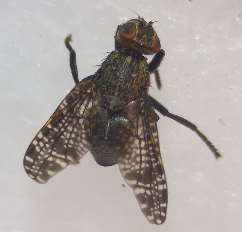 Dancing Kiss Fly