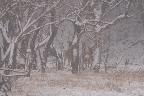 Eastern Roe Deer