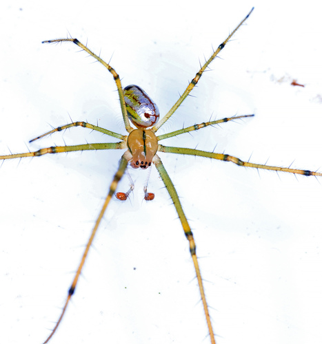 Orchard Orbweaver