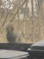 Sciurus carolinensis