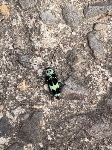Paraglenea fortunei